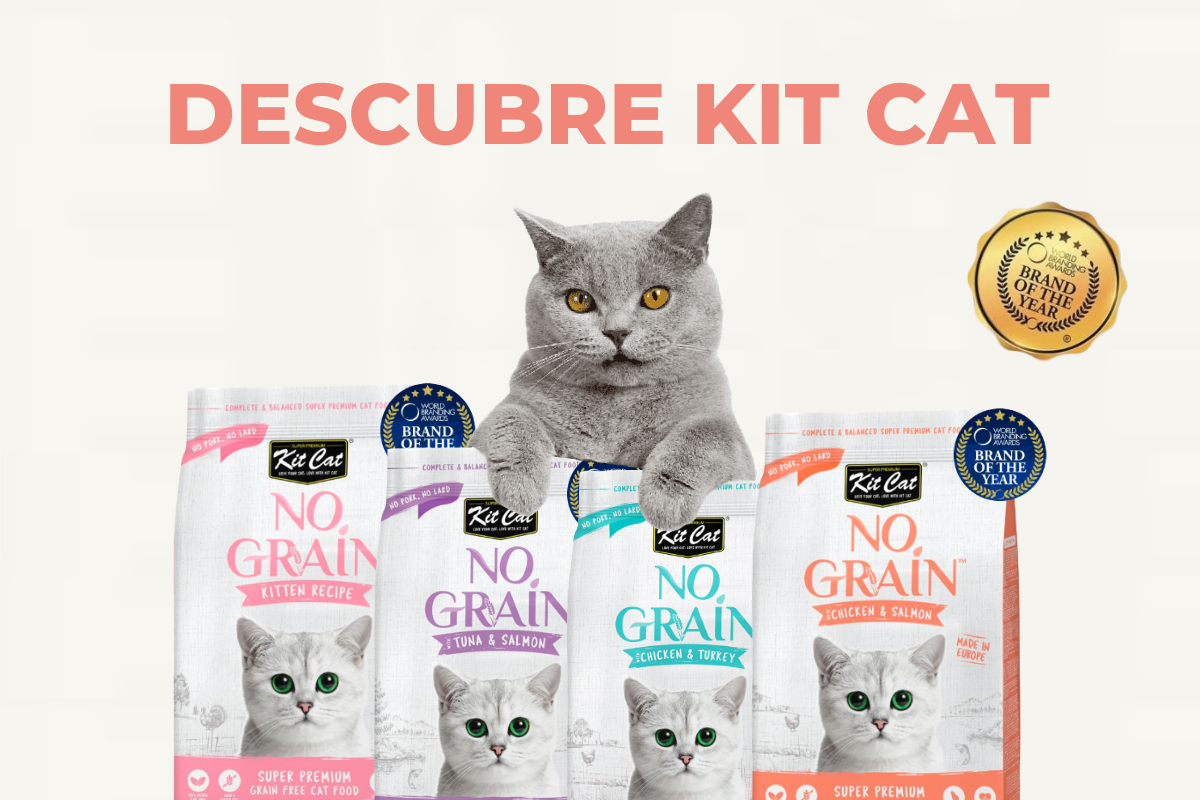 Descubre todas las novedades sobre la marca súper premium Kit Cat